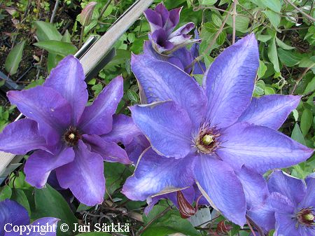 Clematis  'The President', loistokrh